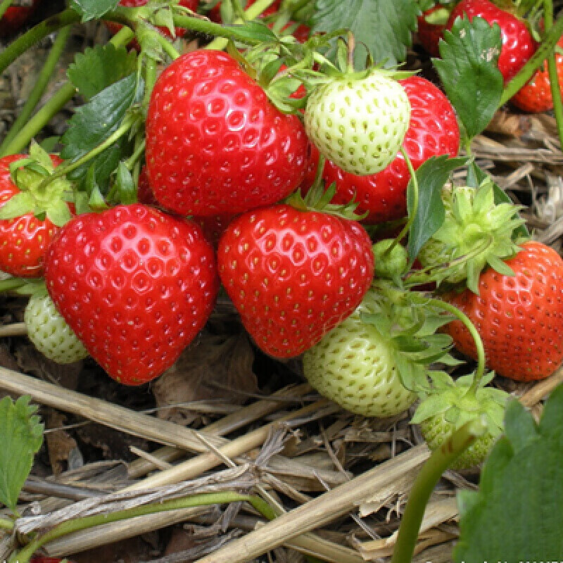 季奶油草梅苗红颜章姬南北方阳台种植带土发货四季草莓 l美德莱特10棵