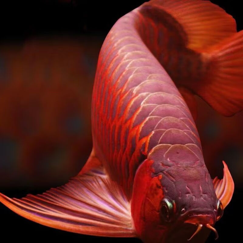 开运神鱼印尼辣椒红龙马来过背金龙银龙鱼苗随机发货热带 品质放