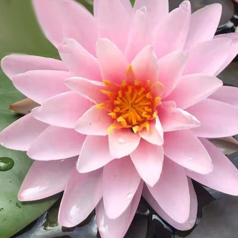 荷花带花水池塘莲花根块水养花卉盆栽碗莲花根茎带芽 睡莲【粉牡丹】3