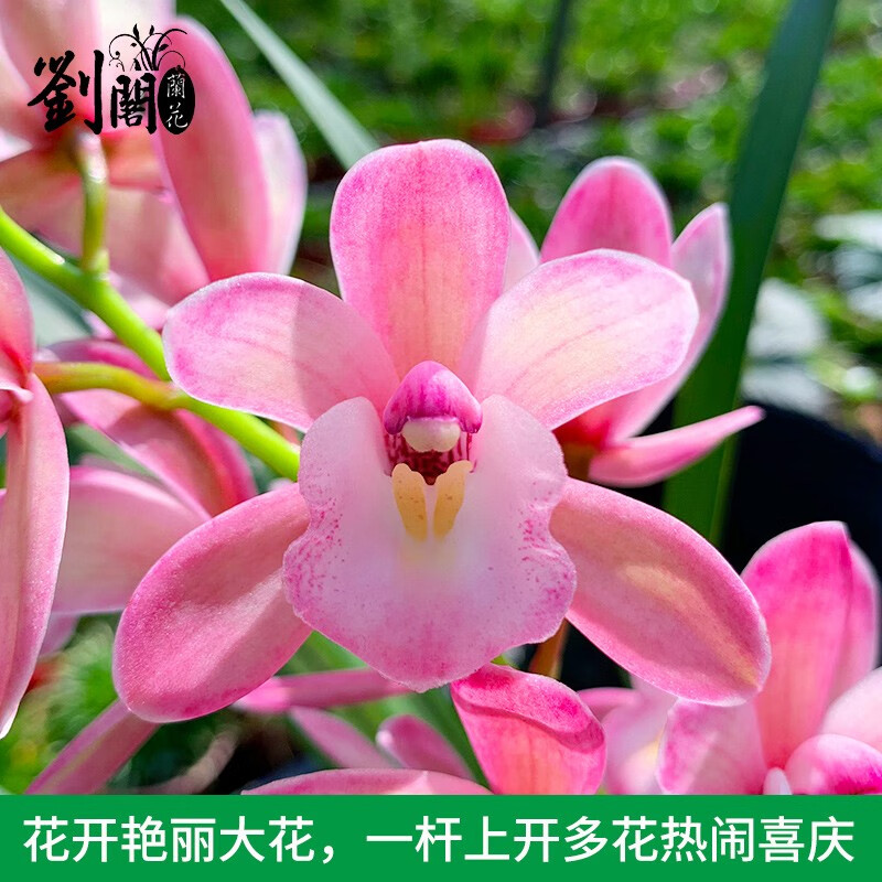 劉閣蘭花建兰四季兰花苗十里桃花 夏带浓香花苞出售 有香味的花卉绿植盆栽 十里桃花5苗连体裸根