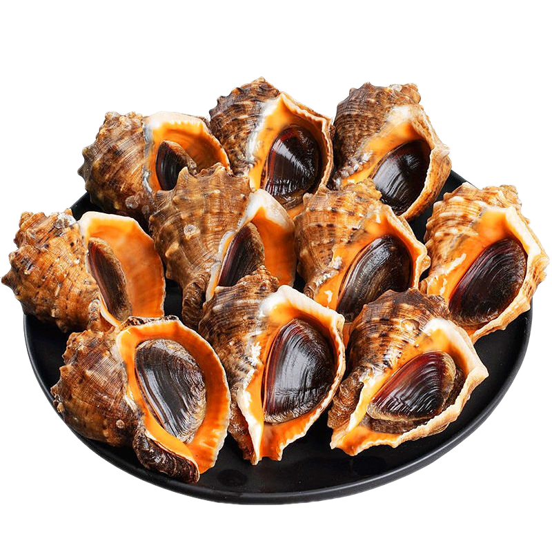 安峰山海螺鮮活特大海捕海螺新鮮貝類海鮮水產(chǎn)類食材 精品新鮮【四斤】 【每斤2-3只】