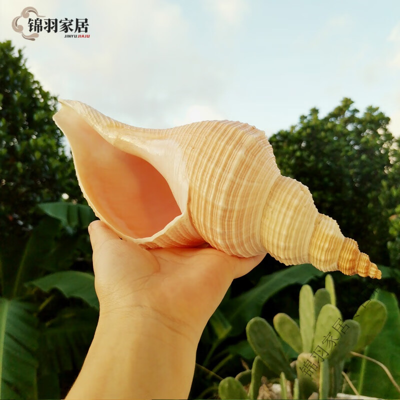 小优天然大号海螺号角可吹喇叭天然海螺贝壳长香螺响螺切口可吹响道士