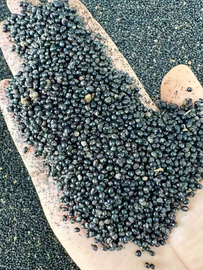 楓隅三叉苦种子四季播种用种籽籽 三叉苦种子一斤