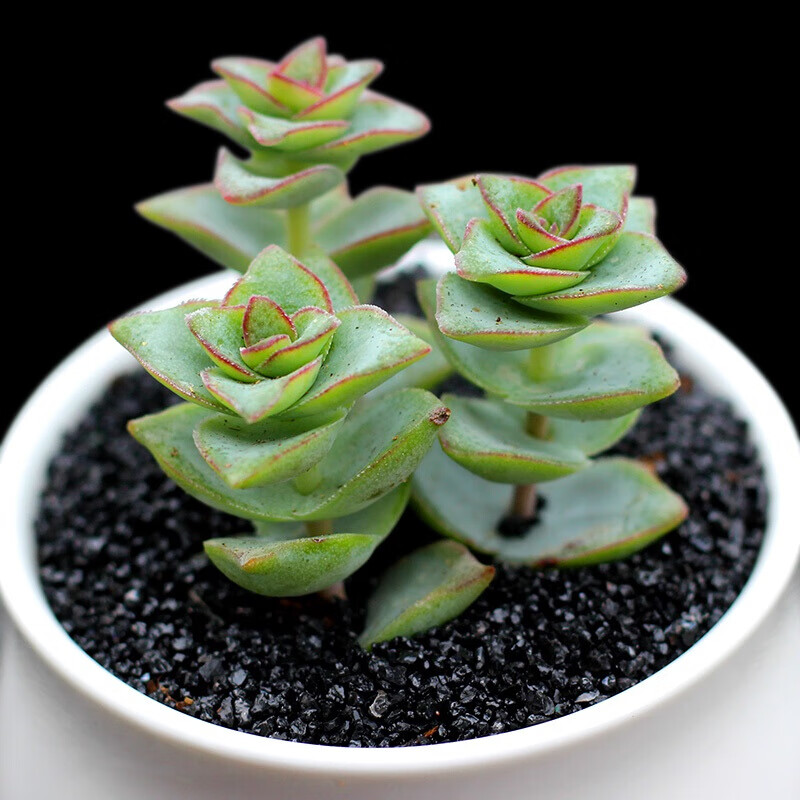 多肉植物 24款新手入门选 桌面绿植多肉组合盆栽花卉 十字星