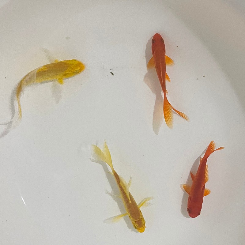 查水族活体价格走势App|水族活体价格走势图