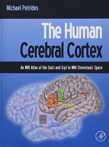 预订 the human cerebral cortex