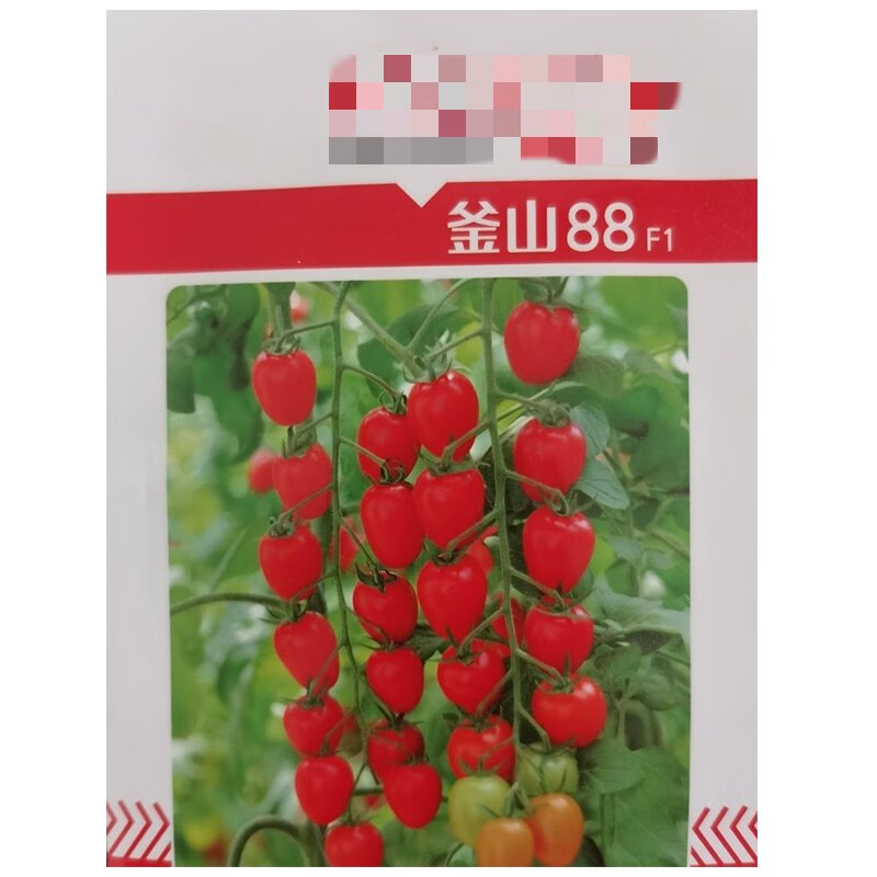 花丞相釜山88小番茄种子玲珑小番茄种红色小番茄种子苗子圣女果种糖度