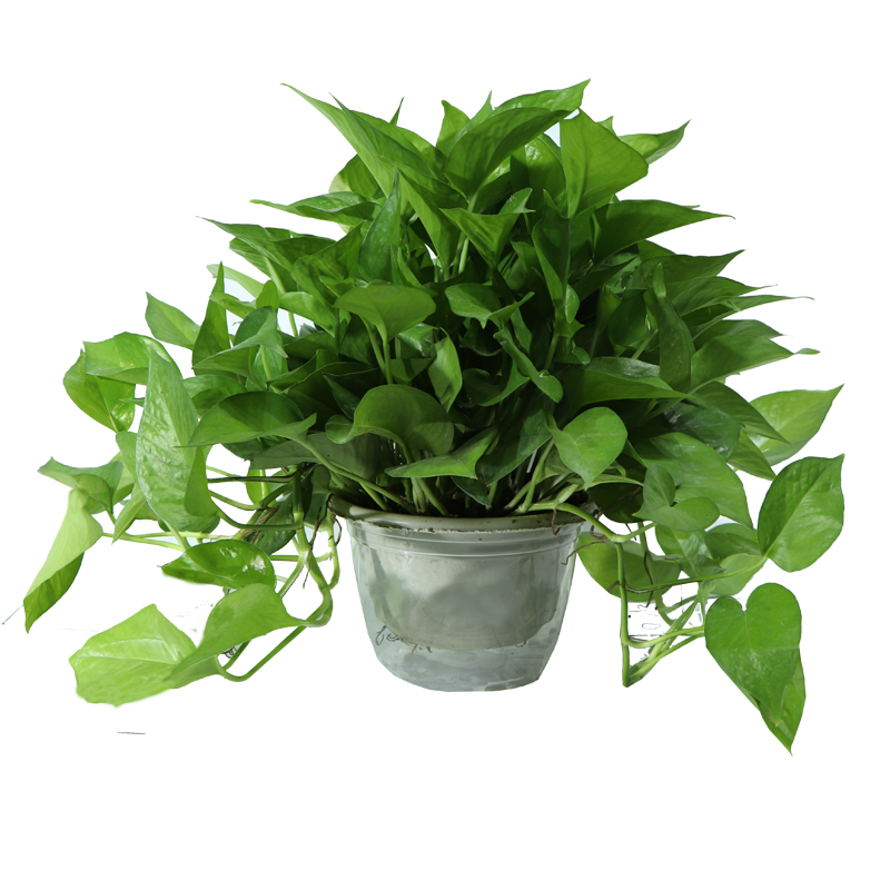 繽賢綠蘿盆栽室內(nèi)辦公室植物大葉吊蘭花卉綠植綠籮盆景吸水盆懶人 180#綠蘿四盆+2肥料+噴壺