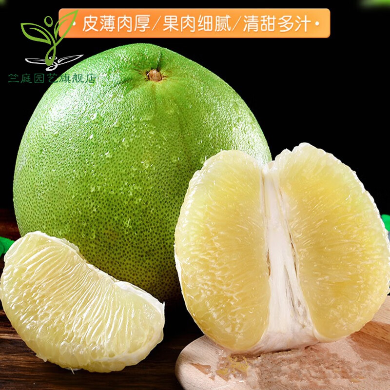 柚子苗官溪柚子苗嫁接苗紅肉柚子樹苗果樹苗 陽臺庭院南北方種植 當年結果苗 泰國青柚 5年壯苗 當年結果多多