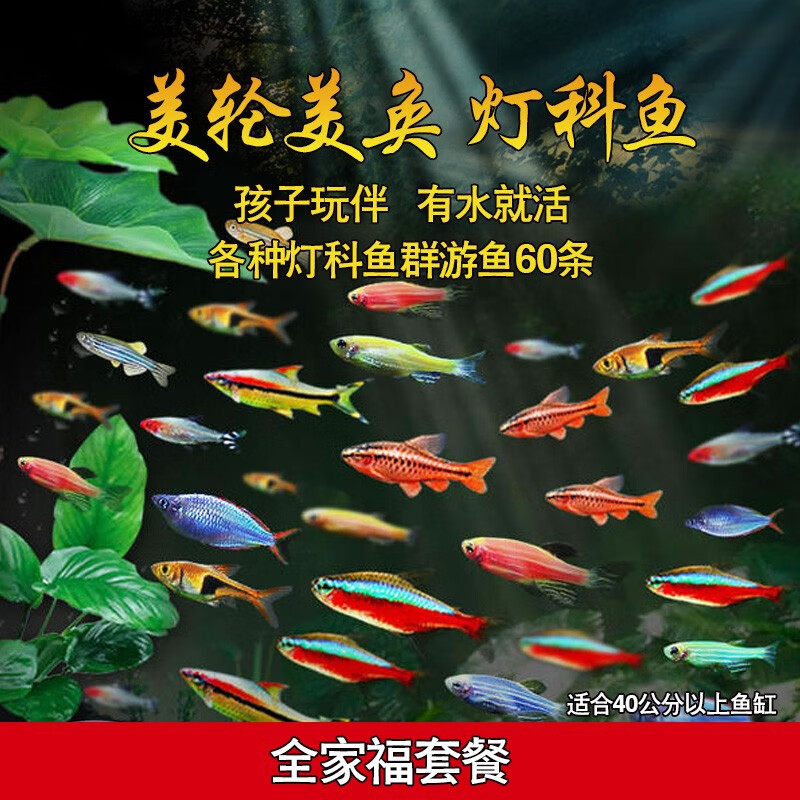 怎么看水族活体商品的历史价格|水族活体价格走势图