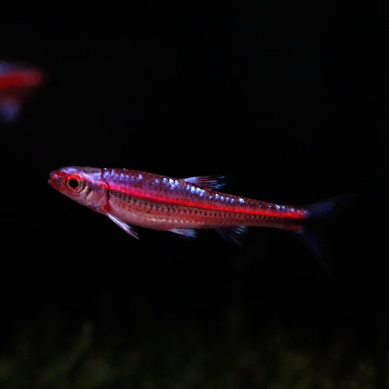 鱼官儿电光刚果美人热带观赏鱼中大型草缸群游鱼活体观赏鱼 紫光精灵2条（3-4cm）