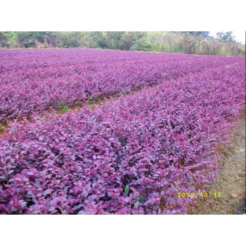 红叶石楠色块绿篱小苗女贞连翘等庭院花园花镜绿化篱笆墙 红花继木30