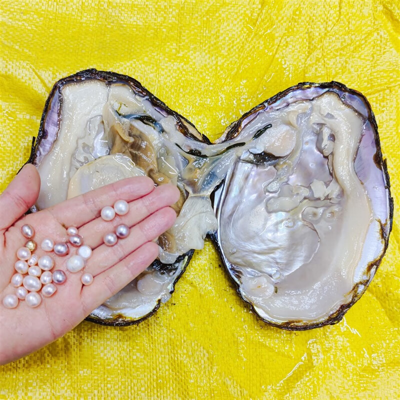 环配11年大淡水多珠蚌老蚌带有珍珠河蚌贝壳鲜活蚌自己开取珍珠 1个11