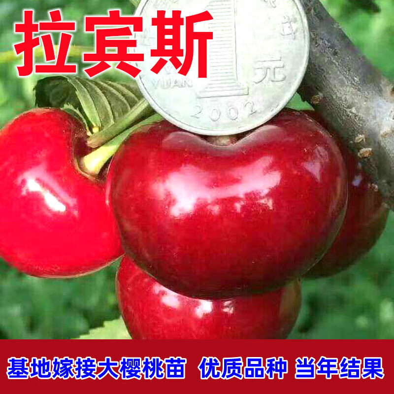 姬缘希拉宾斯樱桃树苗嫁接樱桃苗南方北方种植盆栽地栽庭院矮化大樱桃