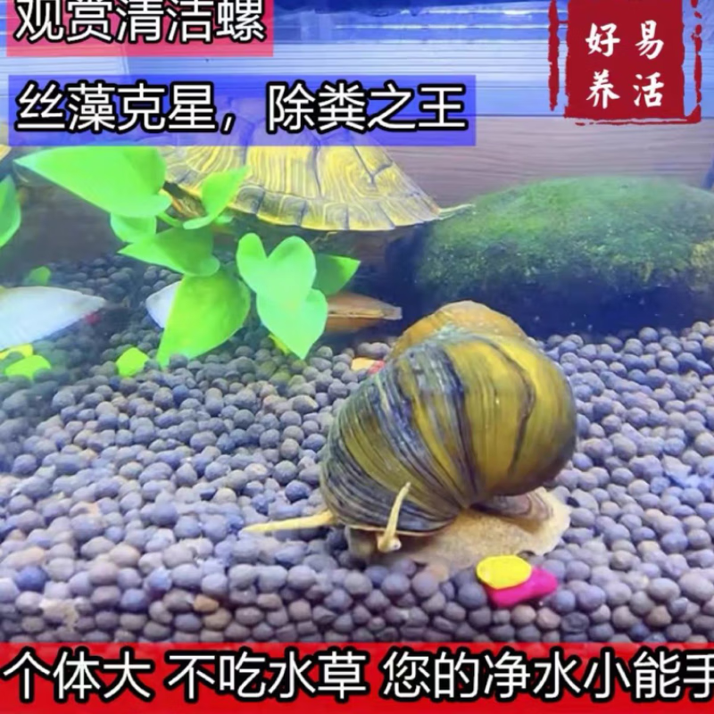 专吃鱼屎粪便黄金小河蚌河蚬淡净水观赏螺鲜活物黑金刚贝壳苗活体 大缸套餐【除藻、除粪、观赏】