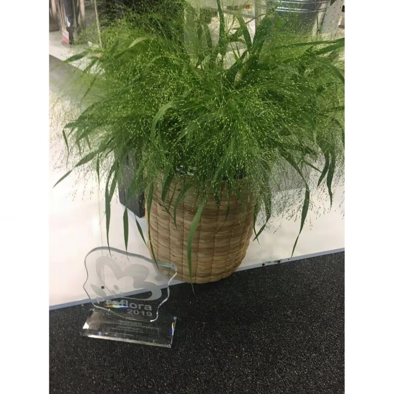 喷泉草种子简装100粒烟花草植物 四季家庭阳台盆栽花卉种子多年生