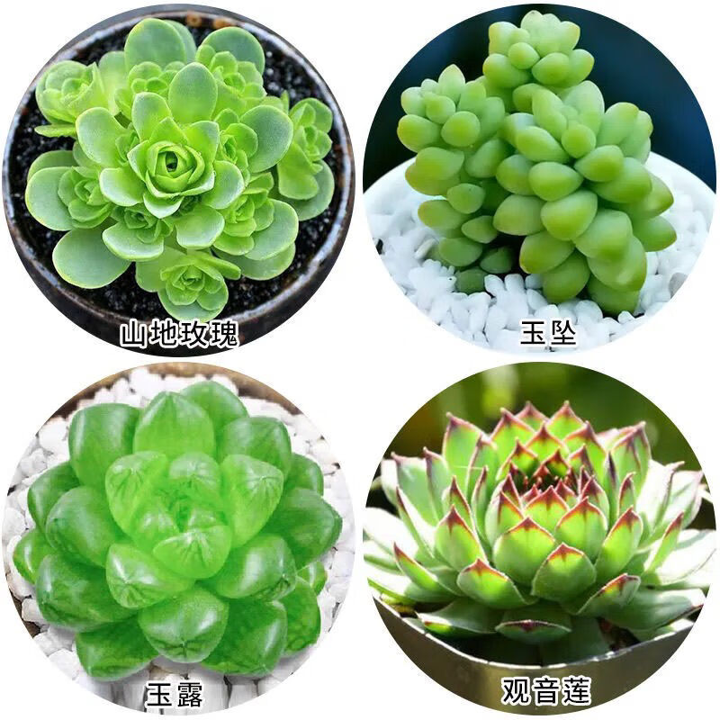 玉露生 相关京东优惠商品 5 价格图片品牌优惠券 虎窝购