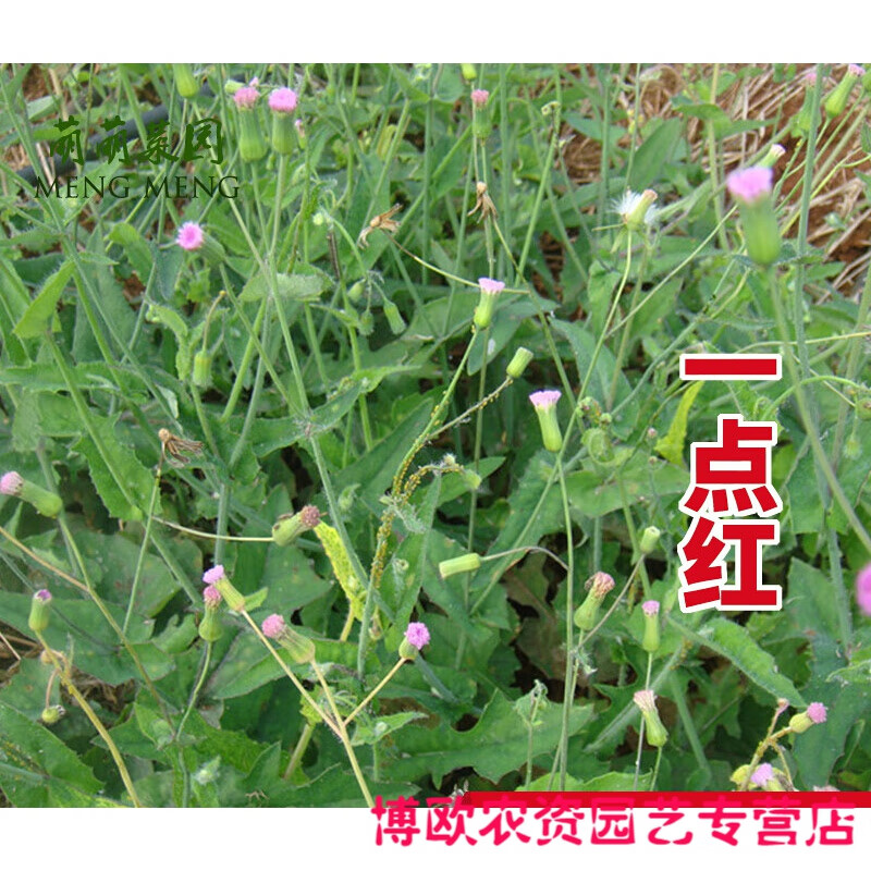 一点红种子叶下红野菜中草药材羊蹄草籽春秋四季野生盆栽蔬菜种孑 一