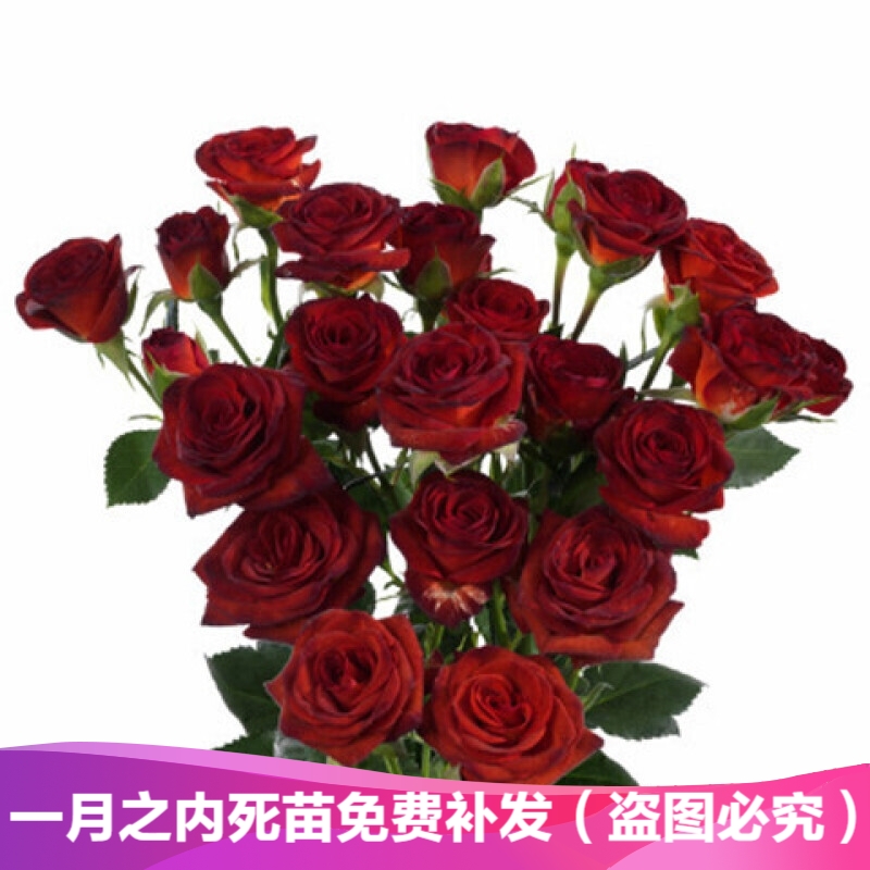 重瓣扶桑花苗又名朱槿牡丹盆栽花卉色彩鲜艳观花盆栽绿植植物波西米亚之冠 明好绿植专营店