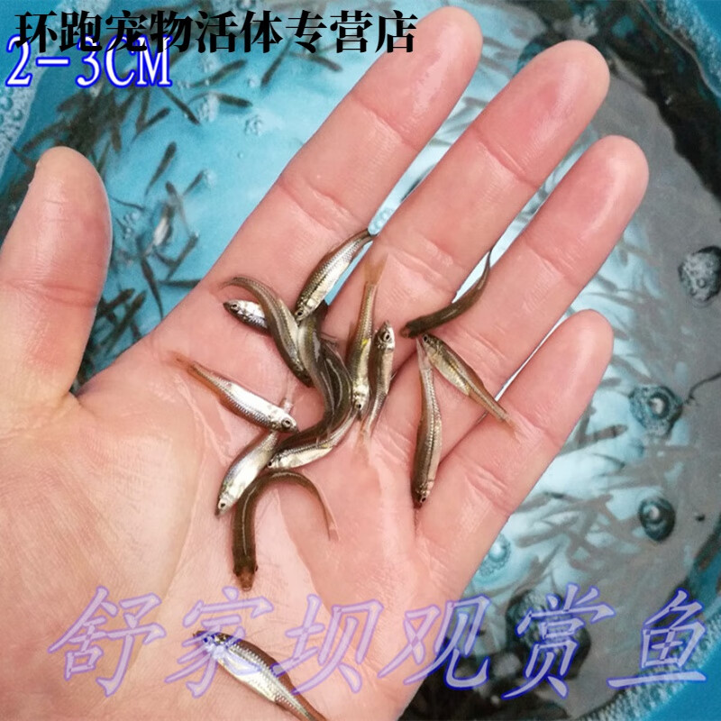 活体饲料鱼麦穗鱼活饵料鱼乌龟活食龙鱼鱼食小鱼活体群游冷水鱼 麦穗