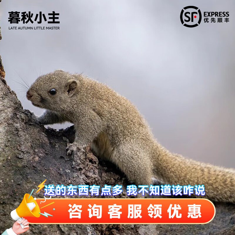 黄山松鼠繁殖组( 1公1母)