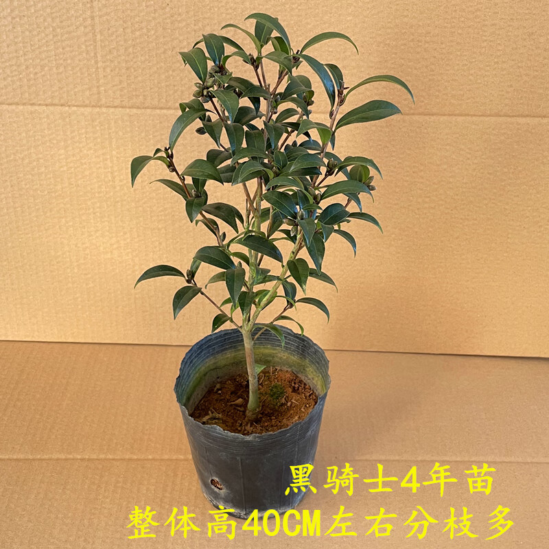 黑骑士茶花名贵珍稀山茶花品种小叶黑色系列庭院花卉茶花品种龙岩茶花