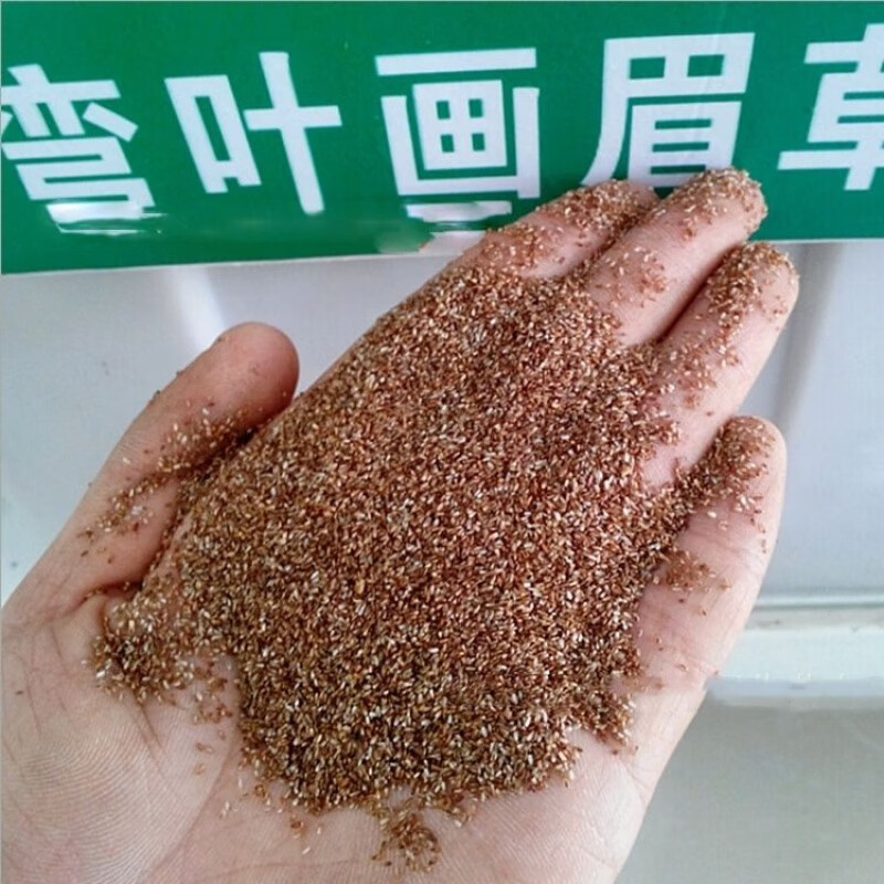 绣花草耐热耐寒 耐旱庭院多年生观赏草草本植物籽 画眉草种子500粒