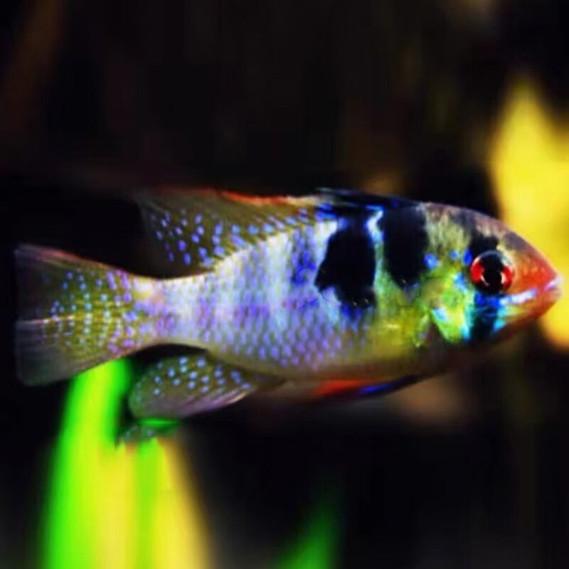 水财神(water richer)德系荷兰凤凰球 热带鱼观赏鱼慈鲷淡水鱼小型鱼