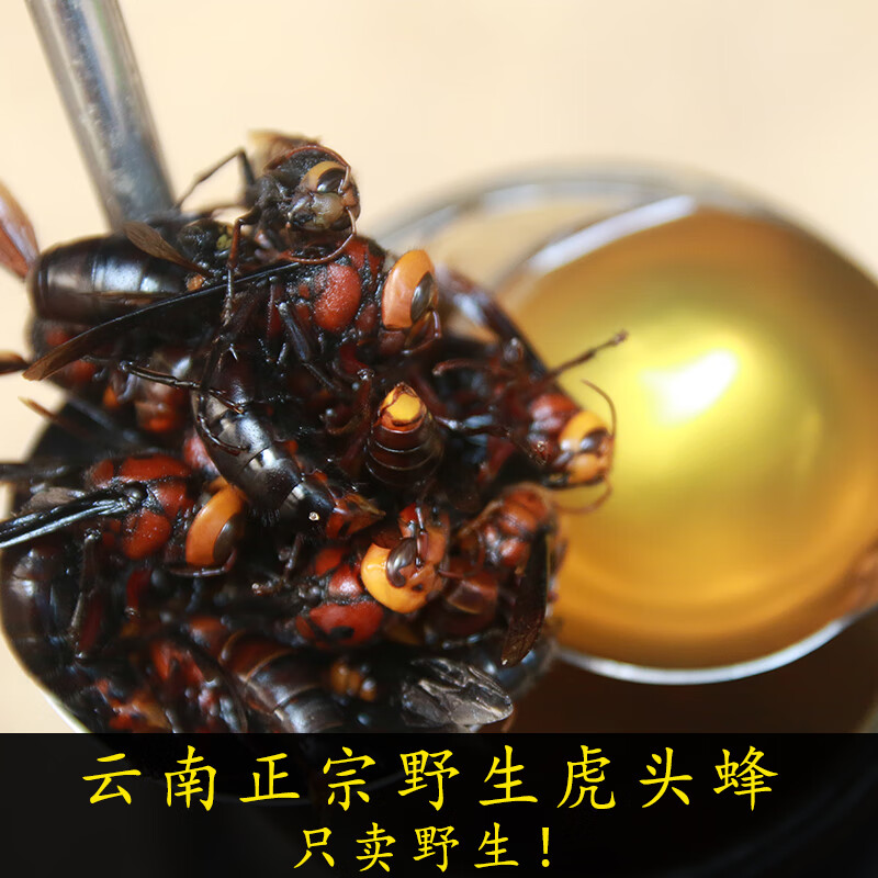 虎头蜂 野生金环虎头蜂泡酒药材云南泡酒药材100只胡峰马蜂蜂王