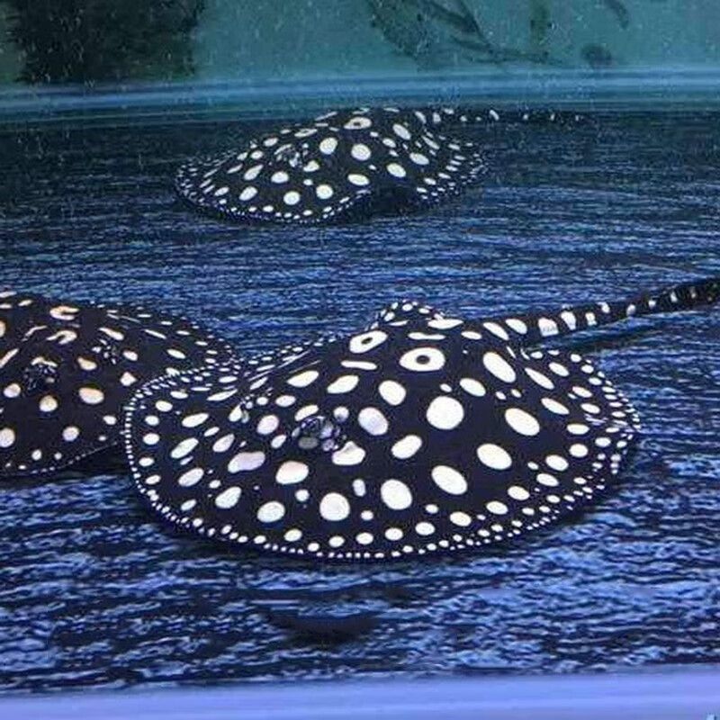 魟鱼活体鱼纯血皇冠黑白魟龙鱼配鱼白子黑练手珍珠魟魔鬼鱼 皇冠黑金