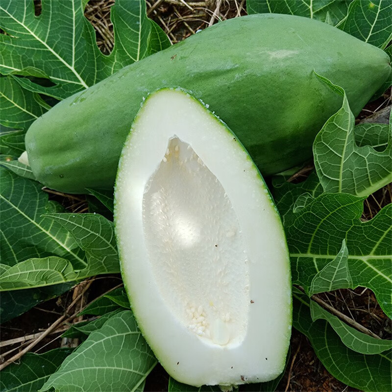 京营青木瓜新鲜农家自种番木瓜产妇孕妇水果凉拌腌酸炒煲汤生木瓜蔬菜