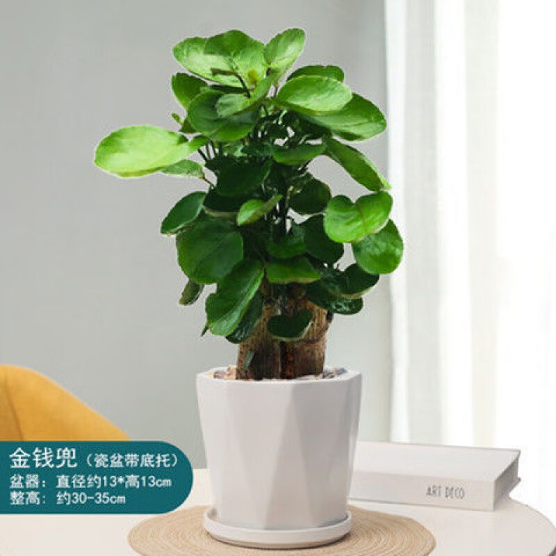 金钱兜盆栽金钱桐福禄圆叶桐钱树钱多多发财树金钱树室内绿植园艺