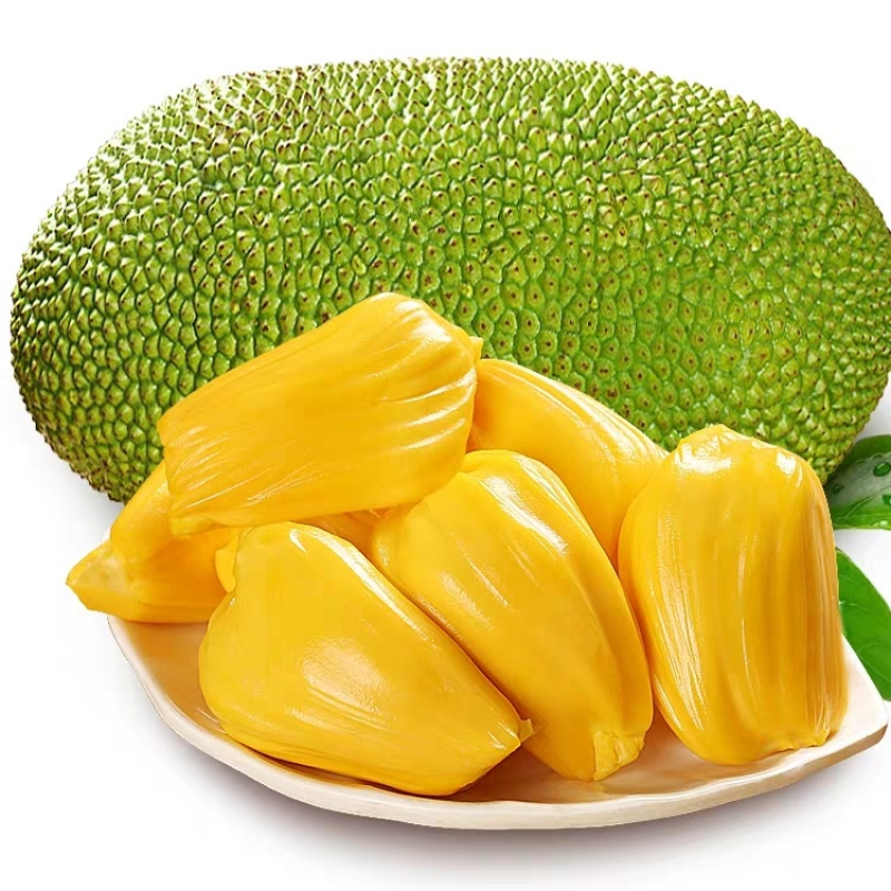 海南三亚菠萝蜜新鲜热带水果大树木菠萝干苞1个整装 20-26斤(出果高)