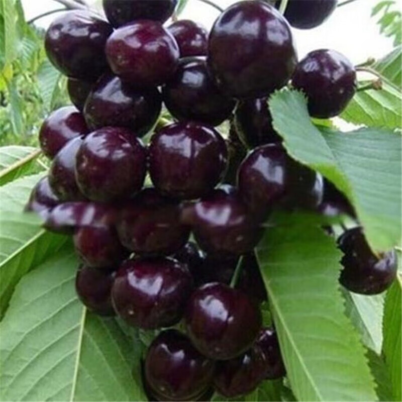 购买优质苗木的品牌推荐，价格稳定且品质上乘|怎么查苗木历史价格