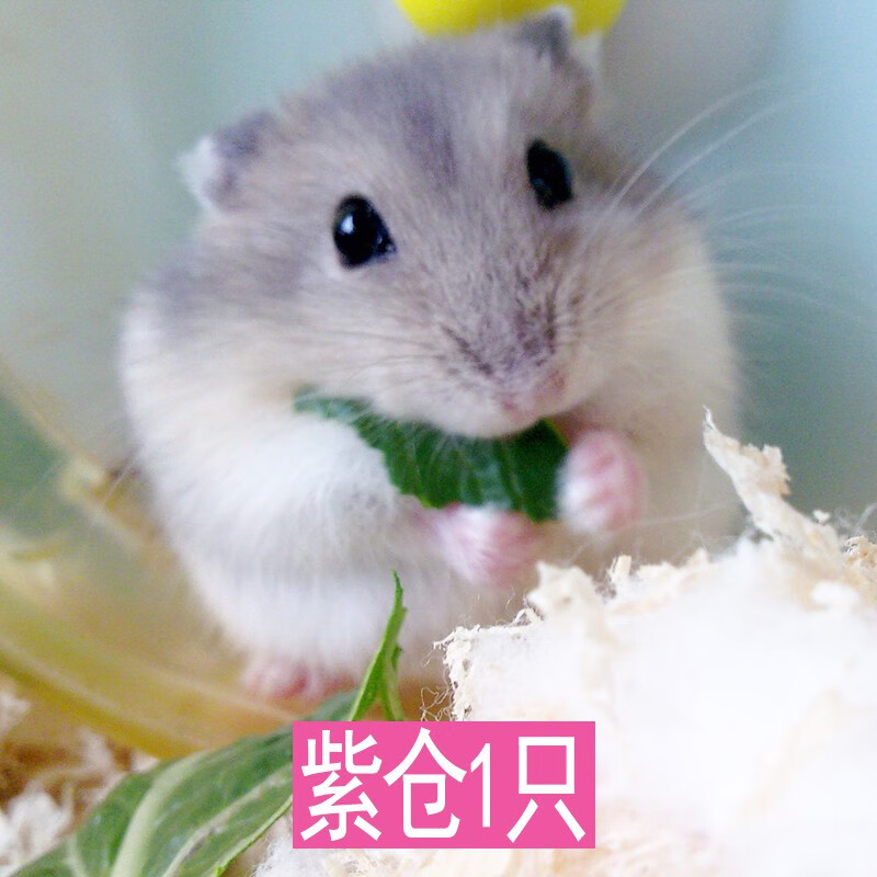 崽活的的小仓鼠仓鼠宝宝活物小仓鼠宠物用品仓鼠笼子木屑浴沙 紫仓1只
