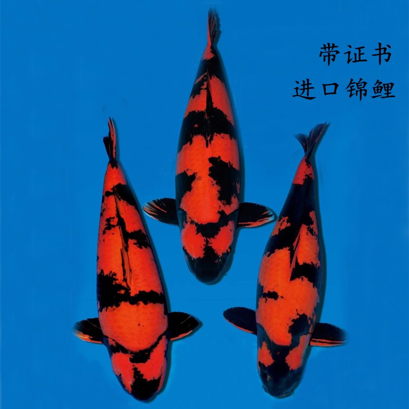井锦鲤桃太郎观赏鱼精品面迫锦鲤鱼冷水鱼锦鲤 绯写一条(进口带证书)