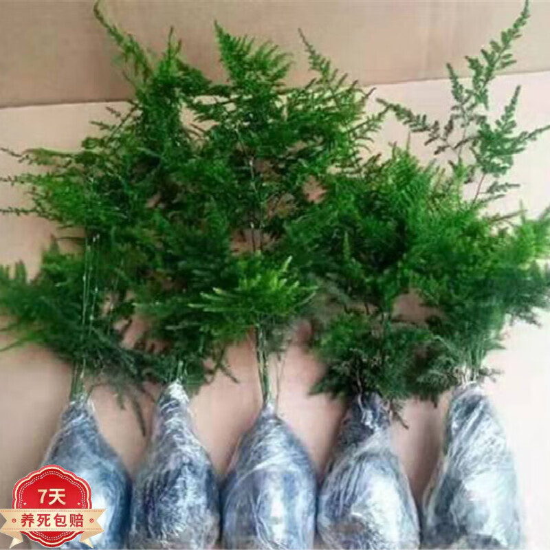 京东看绿植盆栽历史价格曲线|绿植盆栽价格比较