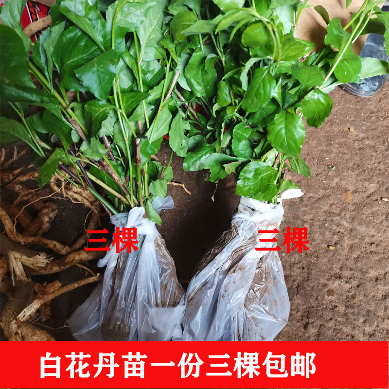 姒桀广西现挖白花丹苗白花丹小苗子一见消百花丹三棵庭院种
