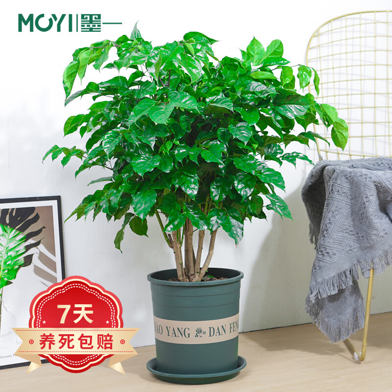 大型绿植全网最低价格历史|大型绿植价格走势图