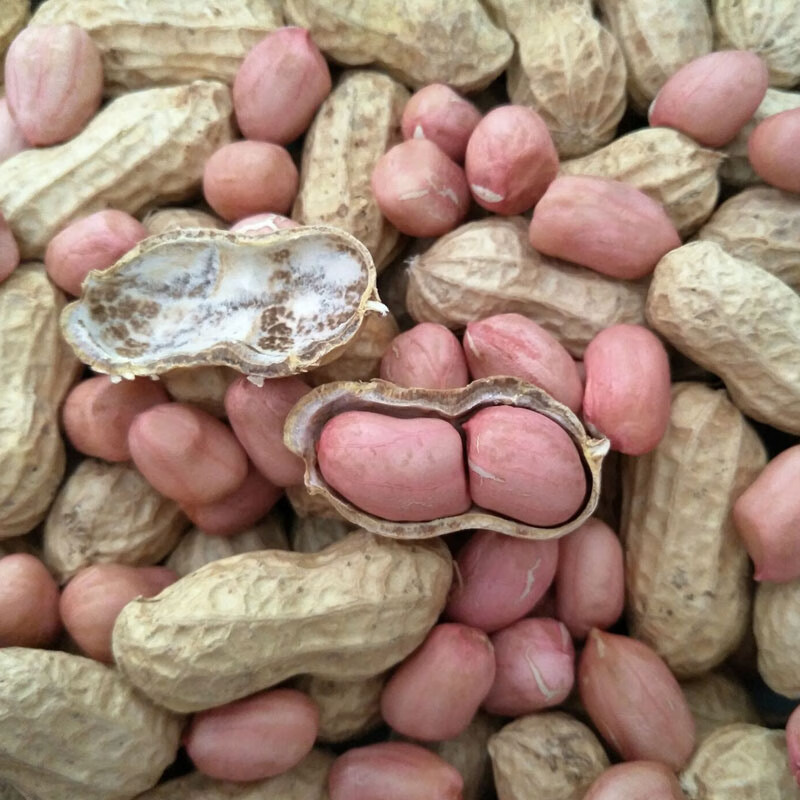 以琛花生种子 罗汉果308带壳晒干生花生新货农家粉皮小白沙 罗汉果308