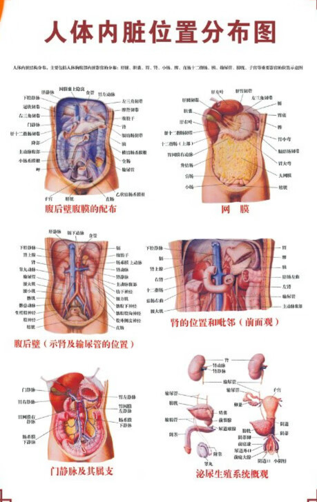 人体骨骼图挂器官内脏结构海报脊柱解肌肉分布解剖挂画(注意:详情看