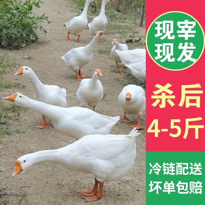 其他禽类价格变化趋势|其他禽类价格比较
