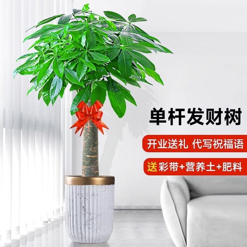 发财树盆栽室内好养大型招财树绿植物客厅办公室乔迁开业花卉盆景 1.2-1.3独杆款金边飞丝陶瓷盆怎么样,好用不?