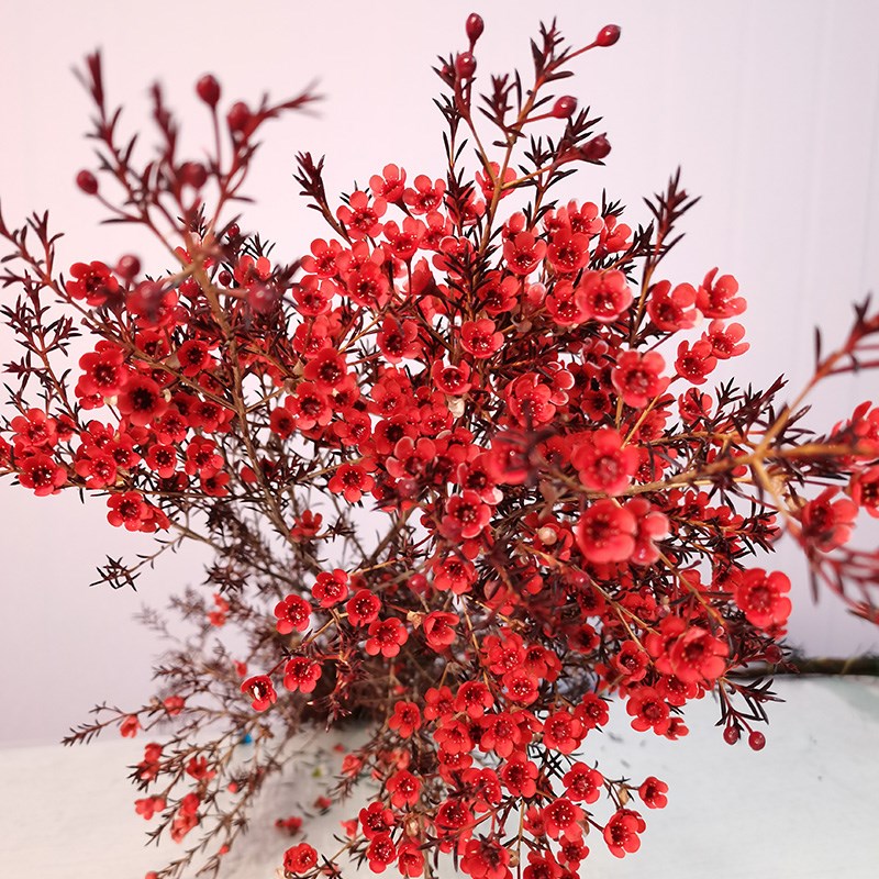 直发基地澳洲插花真花蜡斗南花市水养澳梅培 腊梅(红色3-5支 空运 不