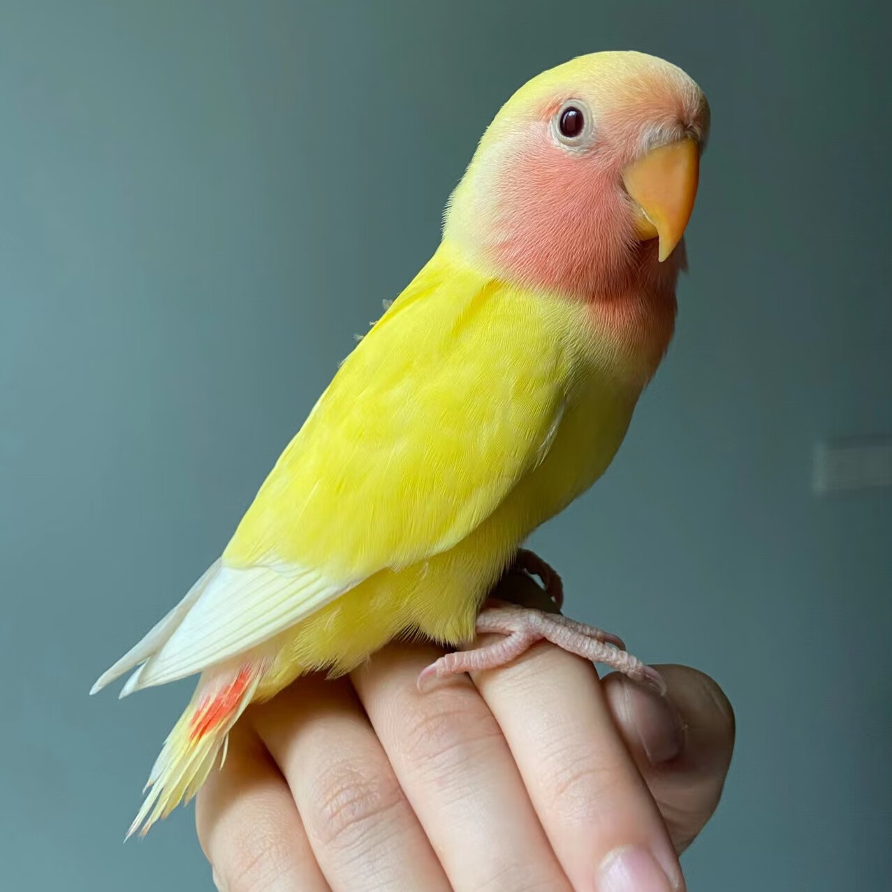 蝶贡牡丹鹦鹉活体 黄桃绿桃日本雏鸟紫罗兰手养幼鸟说话活鸟宠物半毛