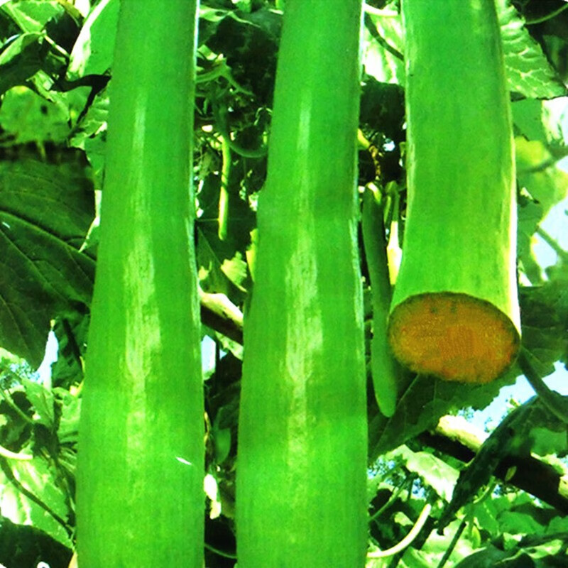 一播大地 特色砍瓜种子  奇异瓜砍了还能再生长春夏蔬菜种子 砍瓜