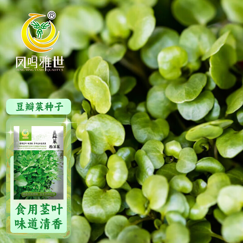 凤鸣雅世西洋菜籽青菜种四季盆栽水芥菜野菜豆瓣菜种子1000粒