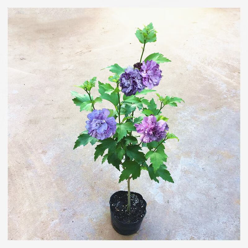 蓝莓冰沙木槿棒棒糖盆栽重瓣木槿花树苗四季阳台庭院观花卉绿植物 矮