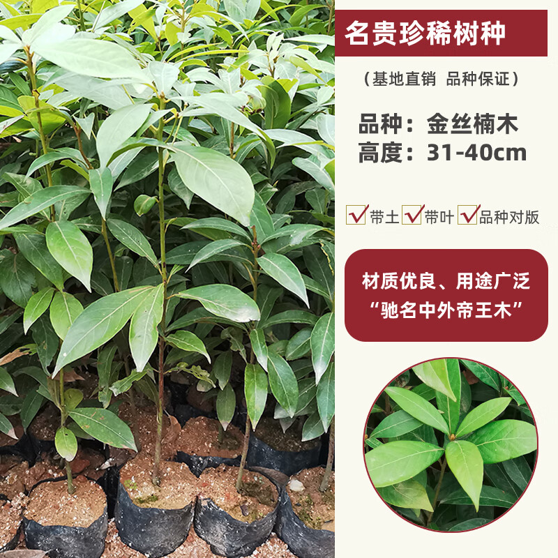 欧悟金丝楠木树苗沉香黄花梨林木小叶桢楠苗名贵珍稀树种庭院花园苗