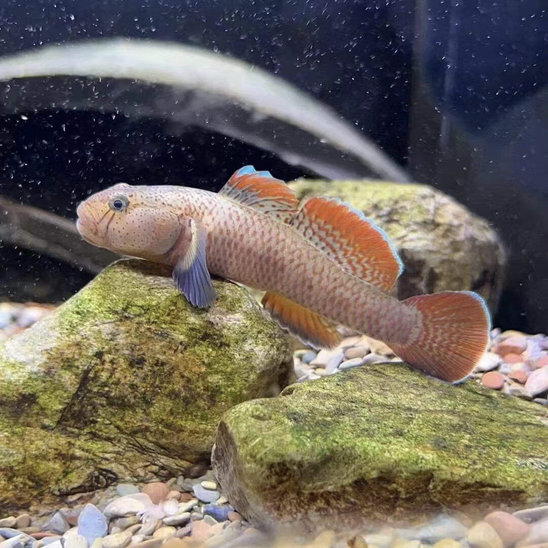 瑶山吻虾虎国内广西原生虾虎鱼底栖溪流缸除藻观赏鱼清洁可混养 瑶山